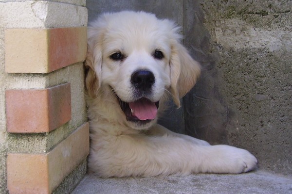 Fishburn des Etangs de Bel Air